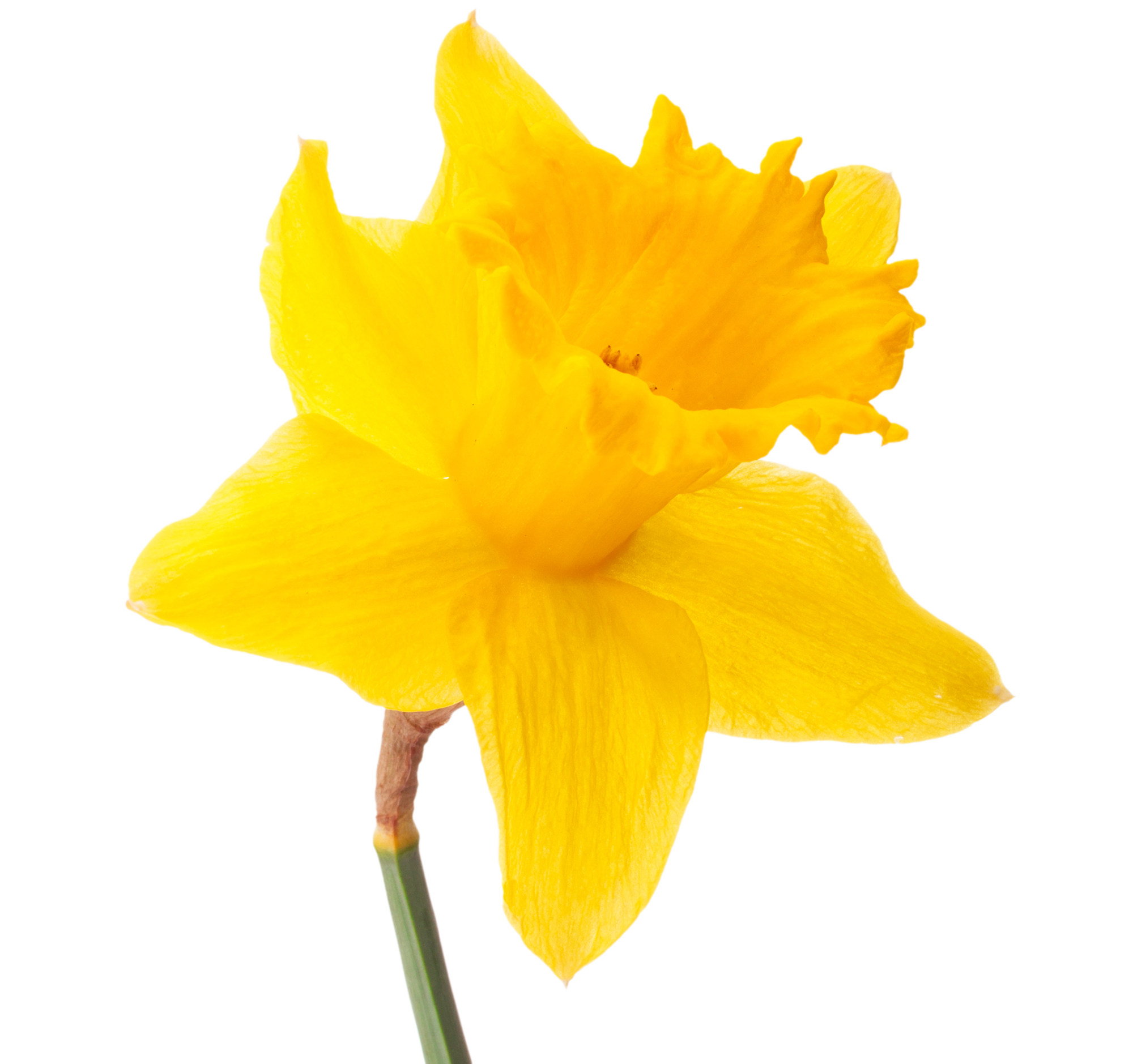 daffodil2